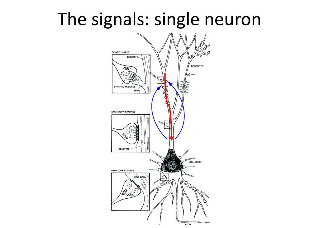 A single active neuron is not sufficient. ~100,000 simultaneously active neurons are needed to generate a measurable M/EEG signal. Pyramidal cells are the main direct neuronal sources of EEG & MEG signals. Synaptic currents but not action potentials generate EEG/MEG signals (AP bidirection, cancel, and time constant is small, cannot accumulate.) pyramidal cell bodies (somas) average around ~ 20μm.